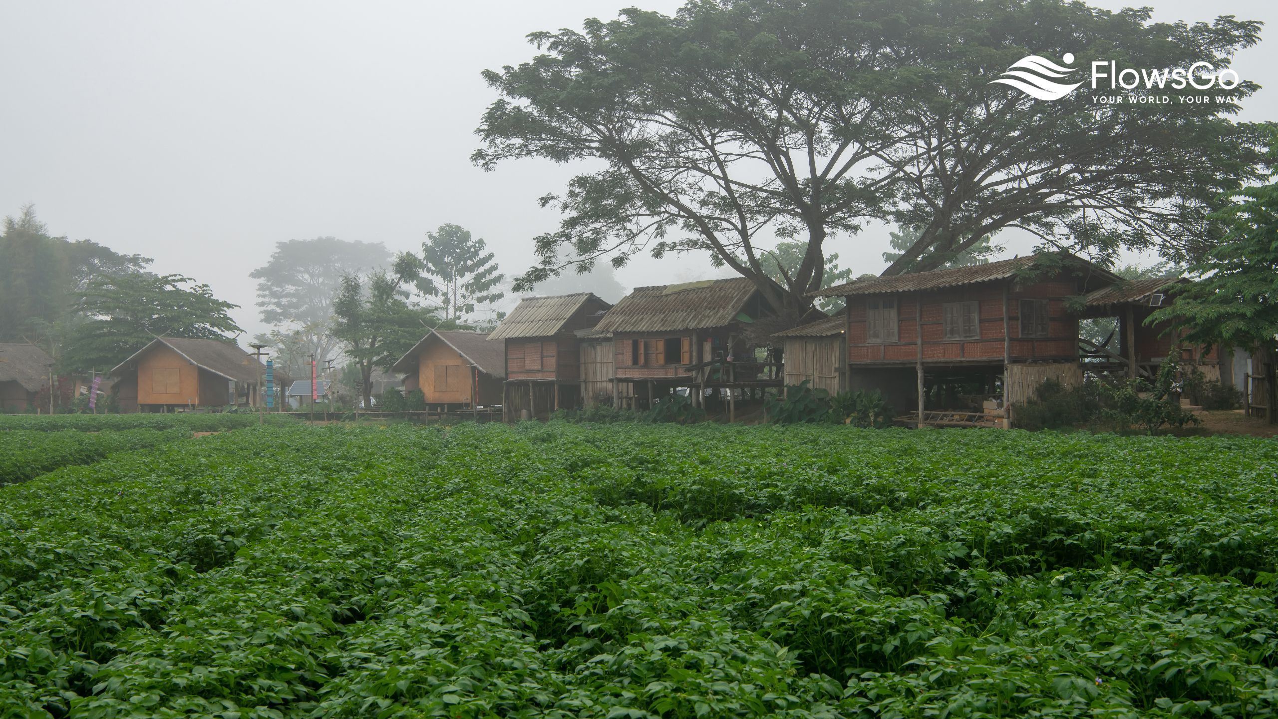 Muang Kong.jpg